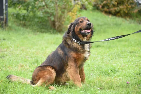 Pies do adopcji, Ropczyce, 20 października 2025