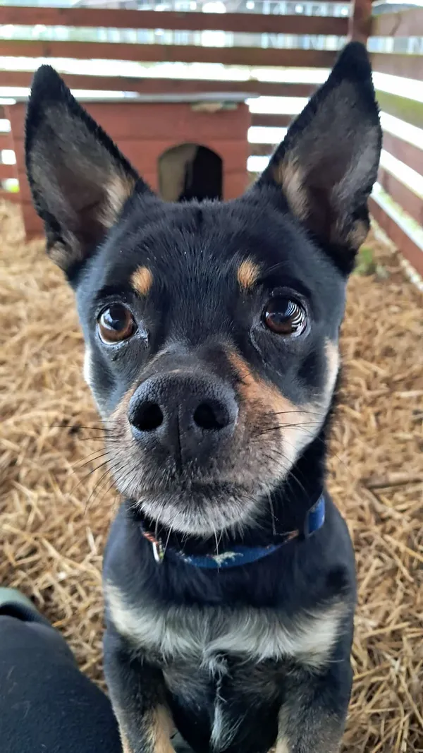 Znaleziono psa, Olsztyn, 17 października 2025 (1/5)