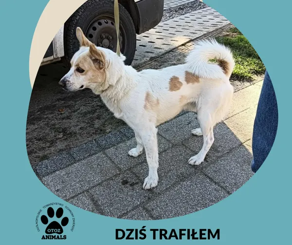 Znaleziono psa, Dąbrówka, 20 października 2025