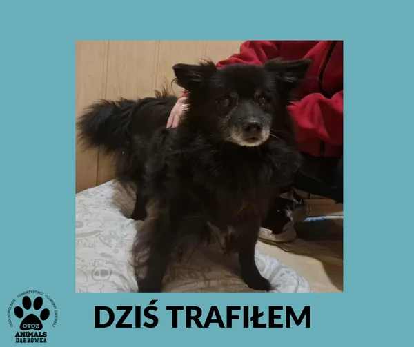 Znaleziono psa, Dąbrówka, 17 października 2025