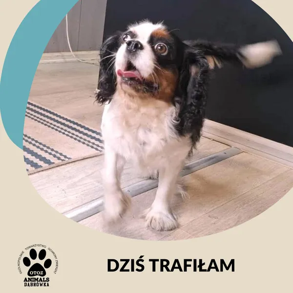Znaleziono psa, Dąbrówka, 15 października 2025