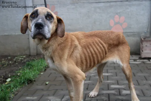Oddam psa, Warszawa, Chomiczówka, 21 października 2025 (1/6)