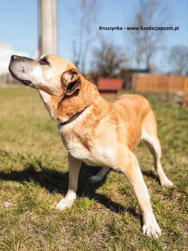 Oddam psa, Warszawa, Chomiczówka, 21 października 2025 (5/6)