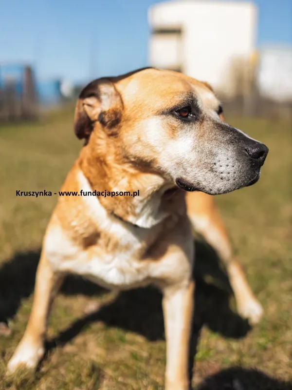 Oddam psa, Warszawa, Chomiczówka, 21 października 2025 (6/6)