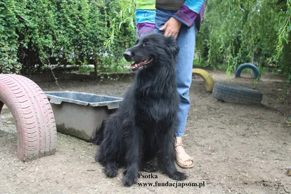 Oddam psa, Latchorzew, 21 października 2025 (2/3)