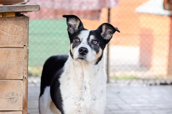 Oddam psa, Elbląg, Modrzewina, 21 października 2025 (1/6)