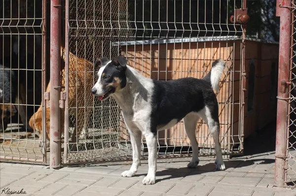 Oddam psa, Elbląg, Modrzewina, 21 października 2025 (3/6)