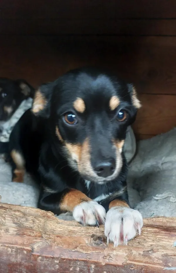 Oddam psa, Olsztyn, Wojska Polskiego, 21 października 2025