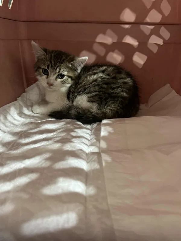 Znaleziono kota, Czartki, 21 października 2025