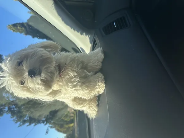 Znaleziono psa, Łódź, 20 października 2025