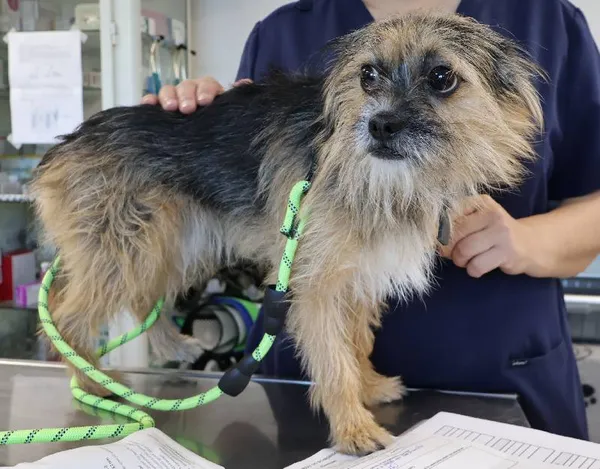 Znaleziono psa, Łódź, 21 października 2025 (1/2)