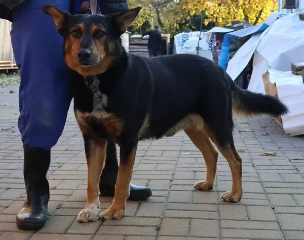 Znaleziono psa, Łódź, 21 października 2025 (1/2)