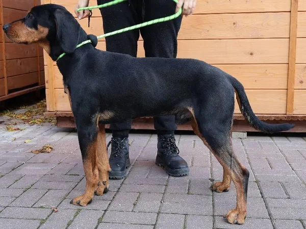 Znaleziono psa, Łódź, 20 października 2025 (1/2)