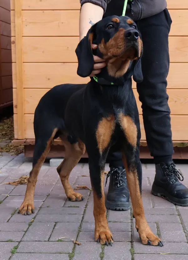 Znaleziono psa, Łódź, 20 października 2025 (2/2)