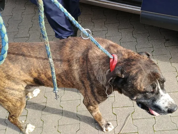 Znaleziono psa, Bydgoszcz, 18 października 2025