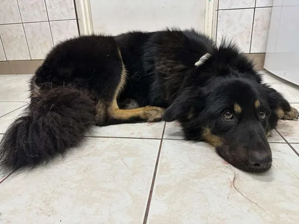 Znaleziono psa, Toruń, 21 października 2025