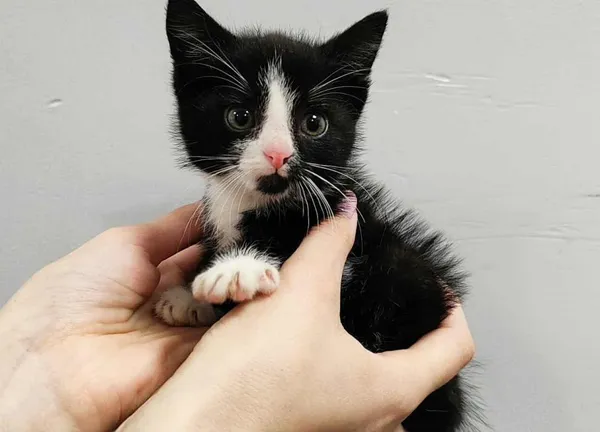 Znaleziono kota, Toruń, 17 października 2025