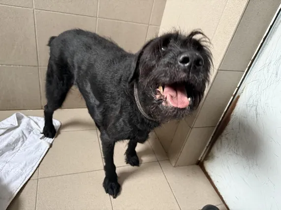 Pies do adopcji, Kraków, 6 października 2025