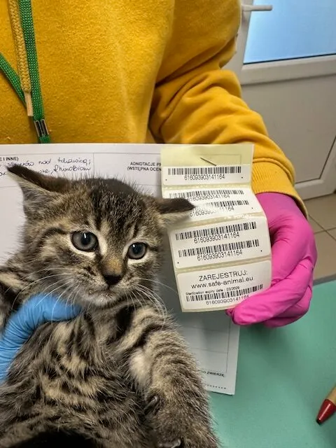 Znaleziono kota, Gdańsk, 21 października 2025