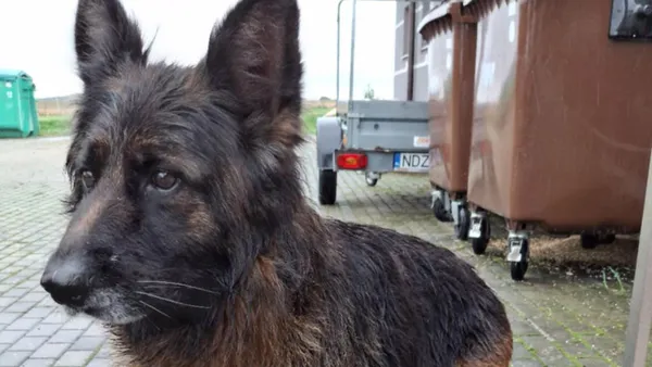 Znaleziono psa, Tatary, 18 października 2025