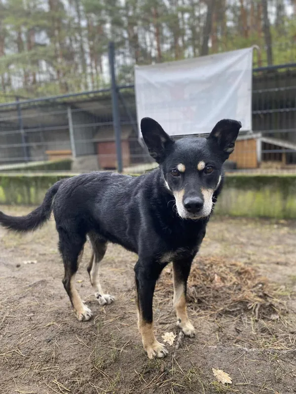 Pies do adopcji, Milanówek, 20 października 2025 (2/5)