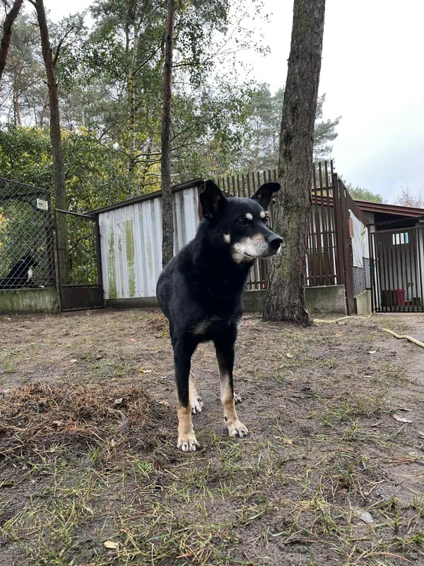 Pies do adopcji, Milanówek, 20 października 2025 (3/5)