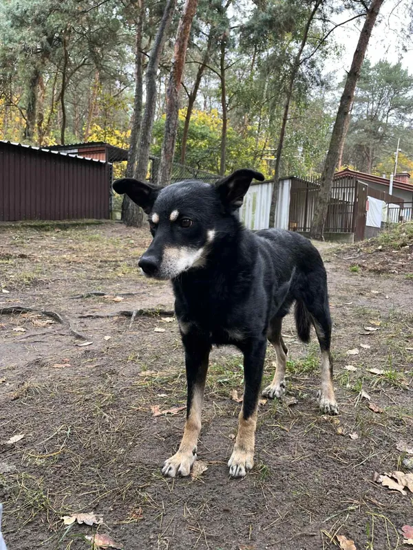 Pies do adopcji, Milanówek, 20 października 2025 (5/5)