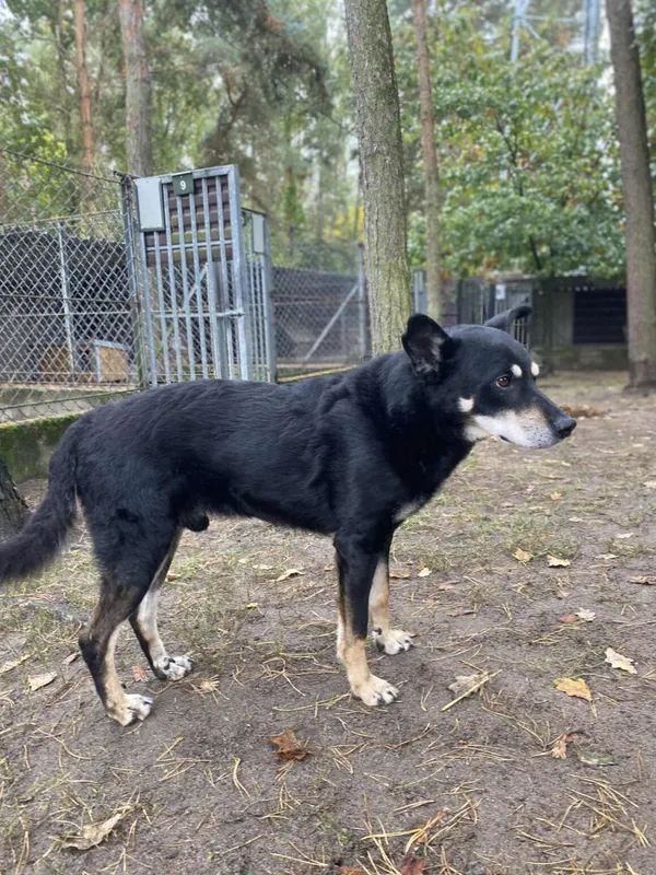 Pies do adopcji, Milanówek, 4 lutego 2026 (1/5)