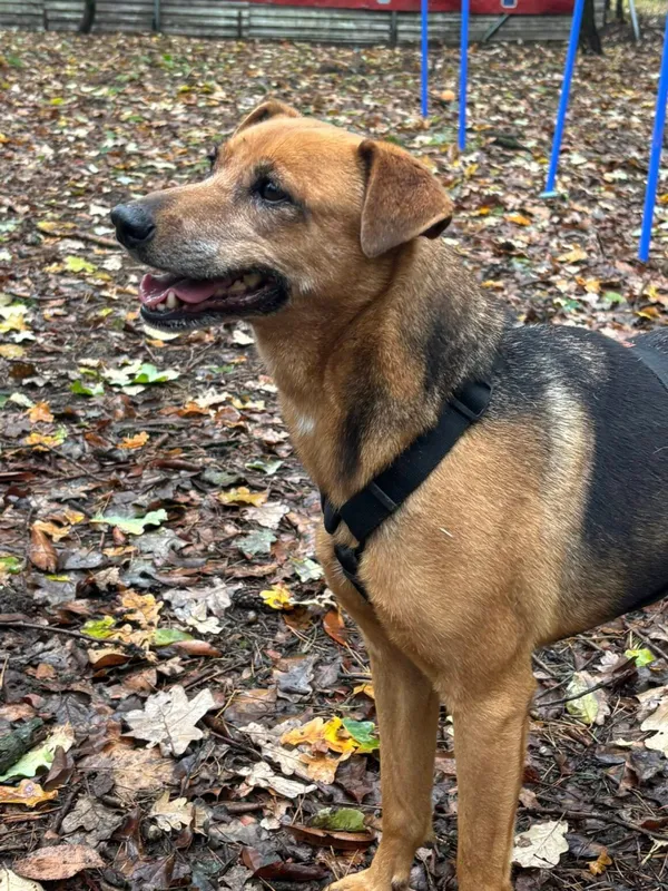Pies do adopcji, Milanówek, 21 października 2025 (1/5)