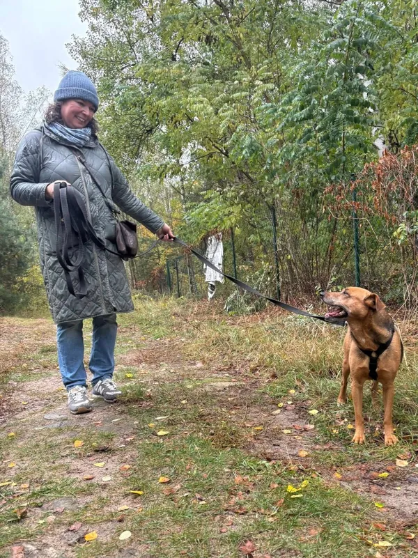 Pies do adopcji, Milanówek, 21 października 2025 (2/5)