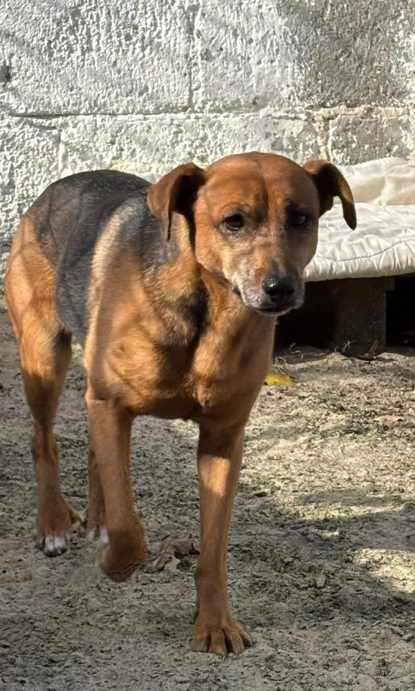 Pies do adopcji, Milanówek, 21 października 2025 (3/5)