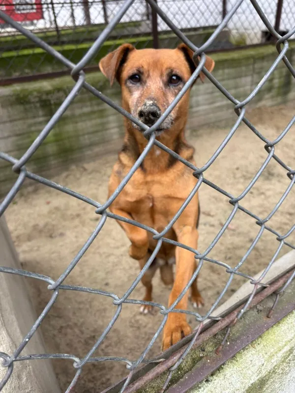 Pies do adopcji, Milanówek, 21 października 2025 (4/5)