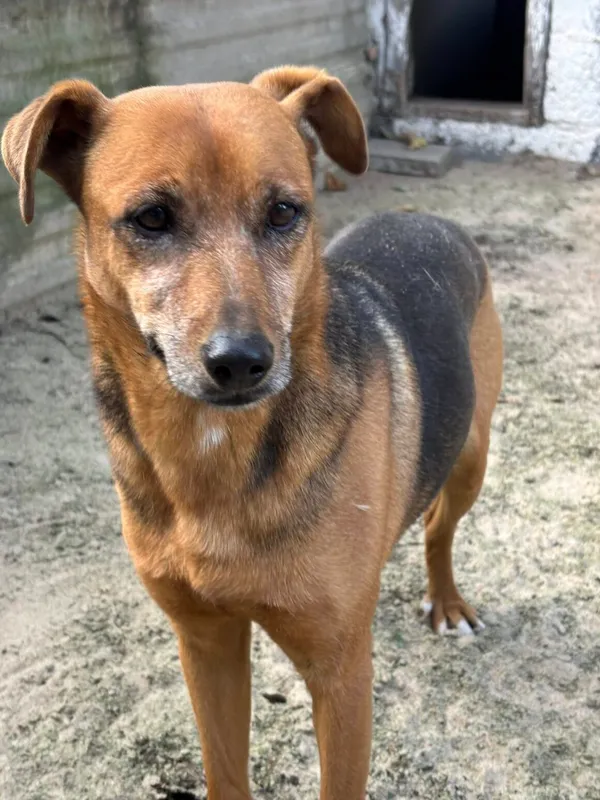 Pies do adopcji, Milanówek, 21 października 2025 (5/5)