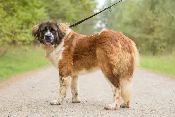 Pies do adopcji, Nowodwór, 20 października 2025 (2/5)