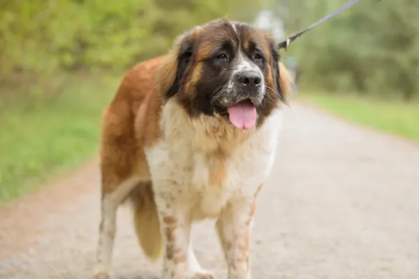 Pies do adopcji, Nowodwór, 20 października 2025 (3/5)