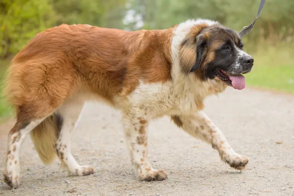 Pies do adopcji, Nowodwór, 20 października 2025 (5/5)