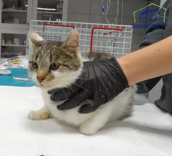 Znaleziono kota, Szczecin, 20 października 2025