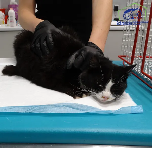 Znaleziono kota, Szczecin, 20 października 2025