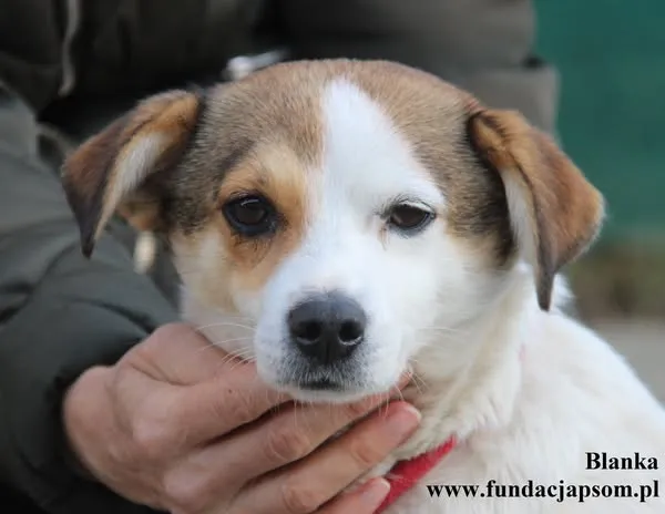 Pies do adopcji, Nowy Dwór Mazowiecki, 21 października 2025 (1/5)