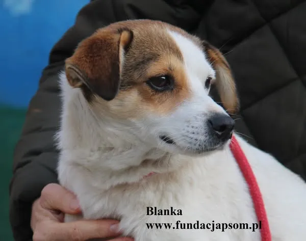 Pies do adopcji, Nowy Dwór Mazowiecki, 21 października 2025 (2/5)