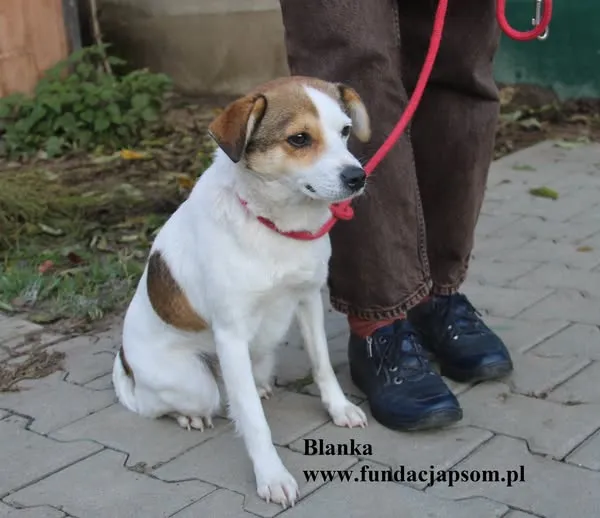 Pies do adopcji, Nowy Dwór Mazowiecki, 21 października 2025 (3/5)