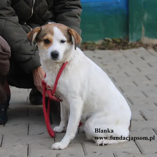 Pies do adopcji, Nowy Dwór Mazowiecki, 21 października 2025 (4/5)
