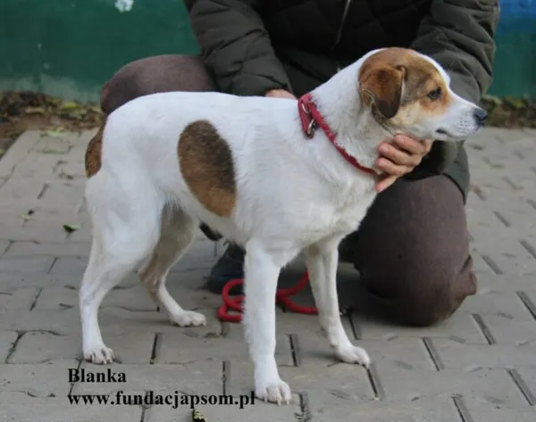 Pies do adopcji, Nowy Dwór Mazowiecki, 21 października 2025 (5/5)