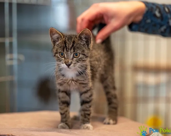 Kot do adopcji, Racławice, 20 października 2025 (1/5)