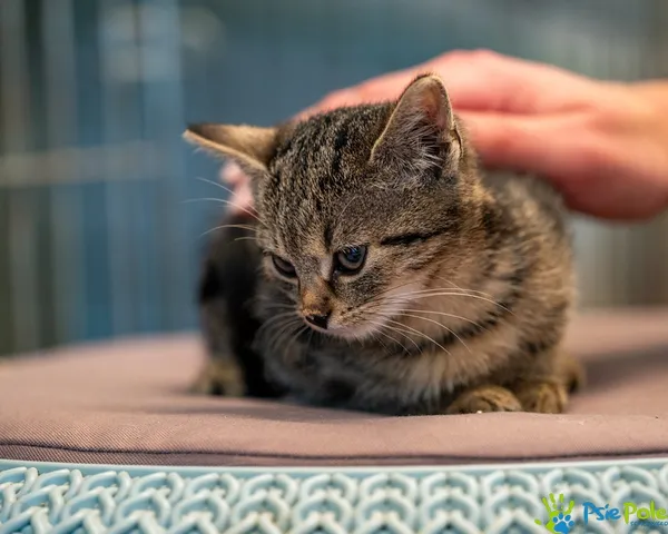 Kot do adopcji, Racławice, 17 października 2025 (5/5)