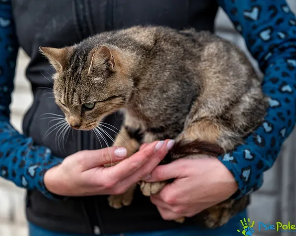 Kot do adopcji, Racławice, 15 października 2025 (3/5)