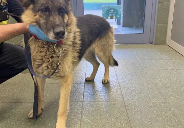 Znaleziono psa, Warszawa, 20 października 2025
