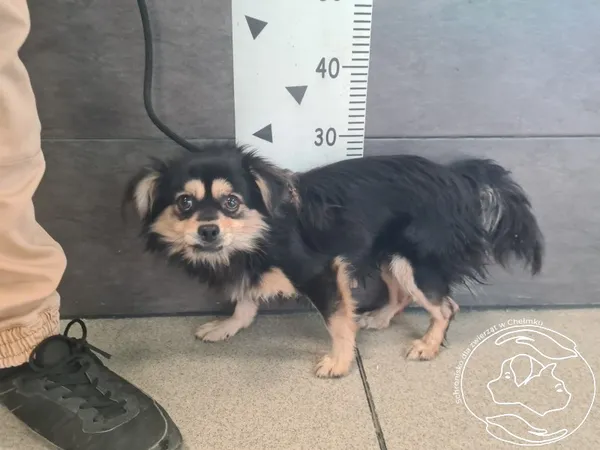 Znaleziono psa, Chełmek, 21 października 2025