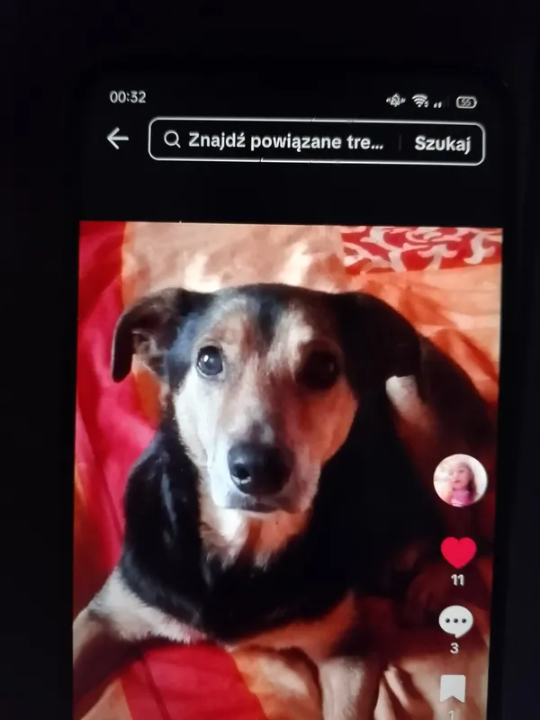 Zaginął pies, Łódź, 22 października 2025