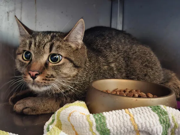 Znaleziono kota, Olsztyn, 21 października 2025